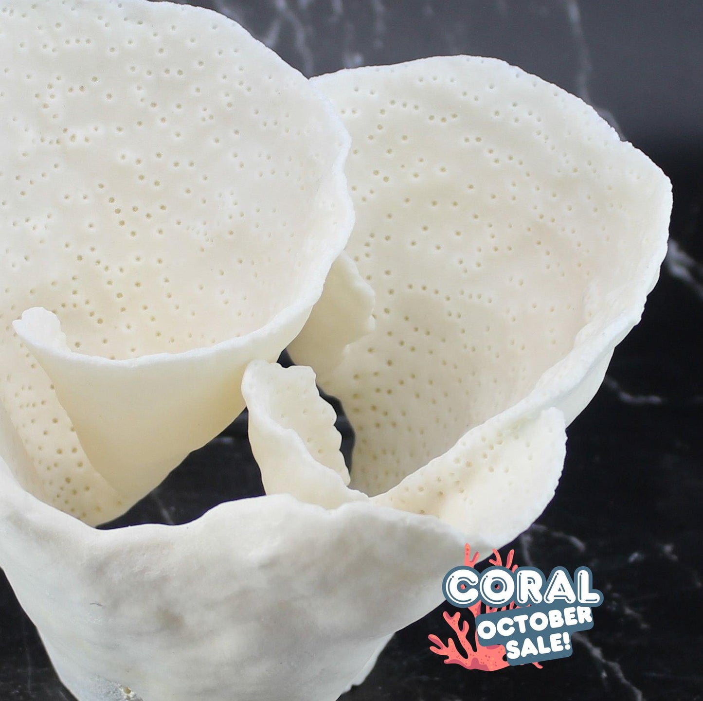Cup Coral 12-14"