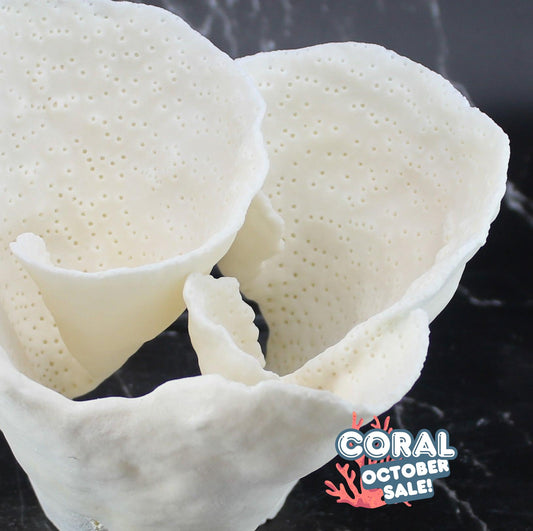 Cup Coral 12-14"