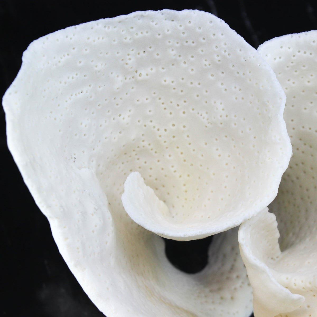 Cup Coral 10-12"