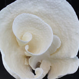 Cup Coral 7-10"