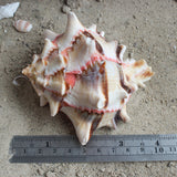 Cabbage Murex 3.5-4"