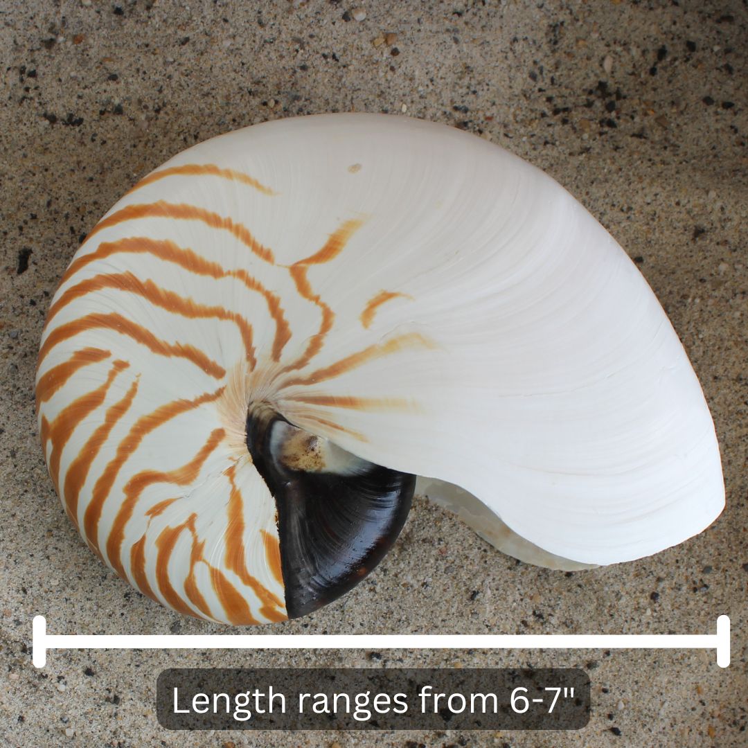 Chambered Nautilus