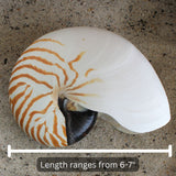 Chambered Nautilus