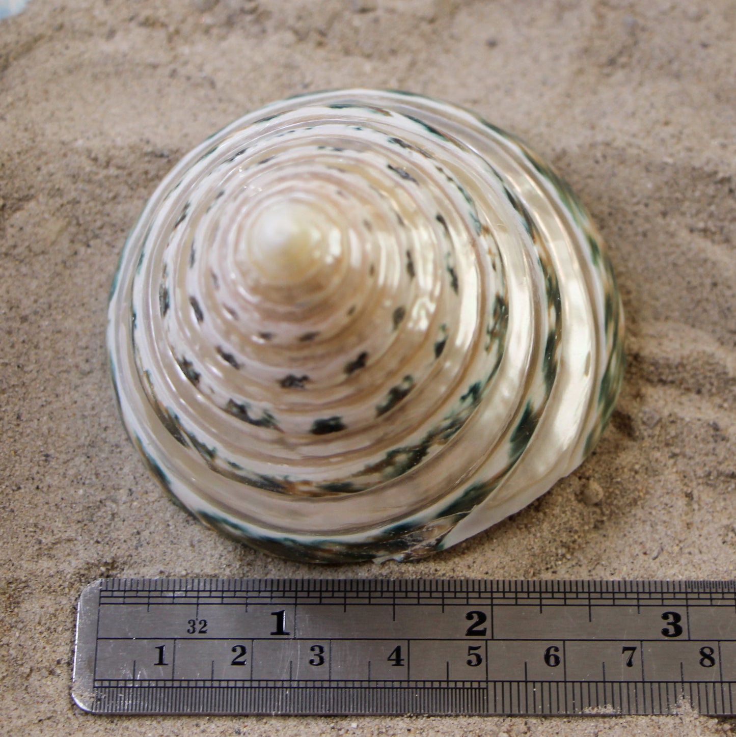 Commercial Top - Banded
