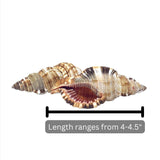 Common Triton