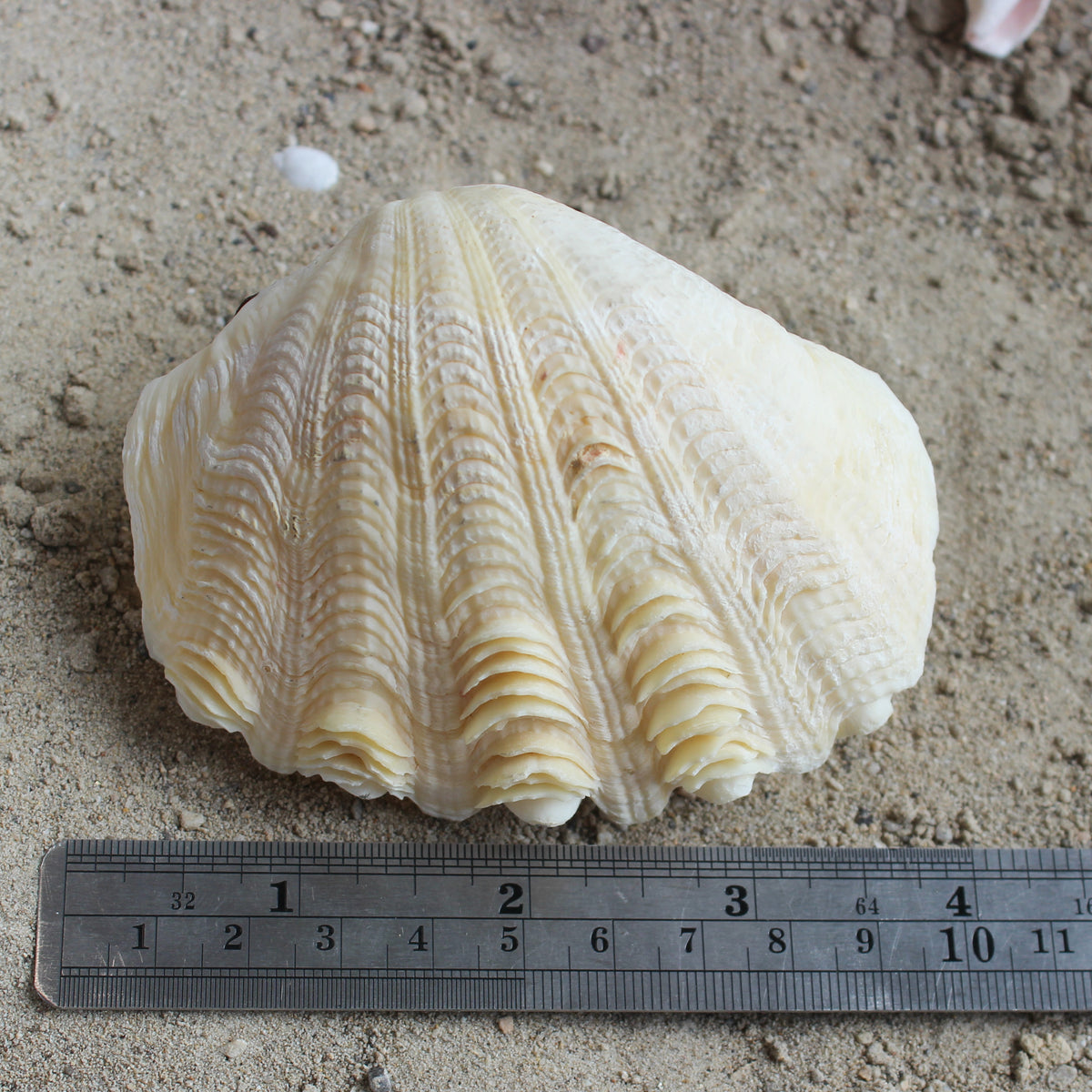 Derase Clams