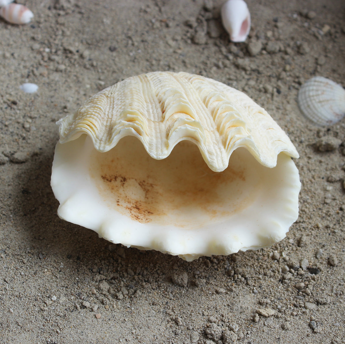 Derase Clams