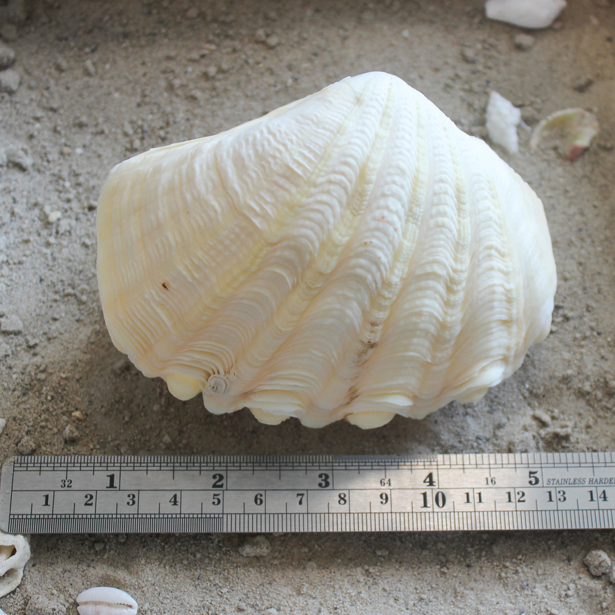 Derase Clams