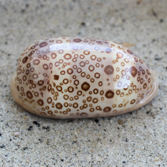 Eyed Cowrie 2-3"