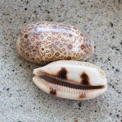 Eyed Cowrie 2-3"