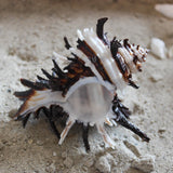 Endive Murex