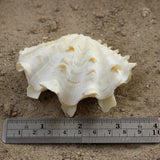 Fluted Clams