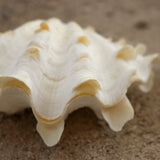 Fluted Clams
