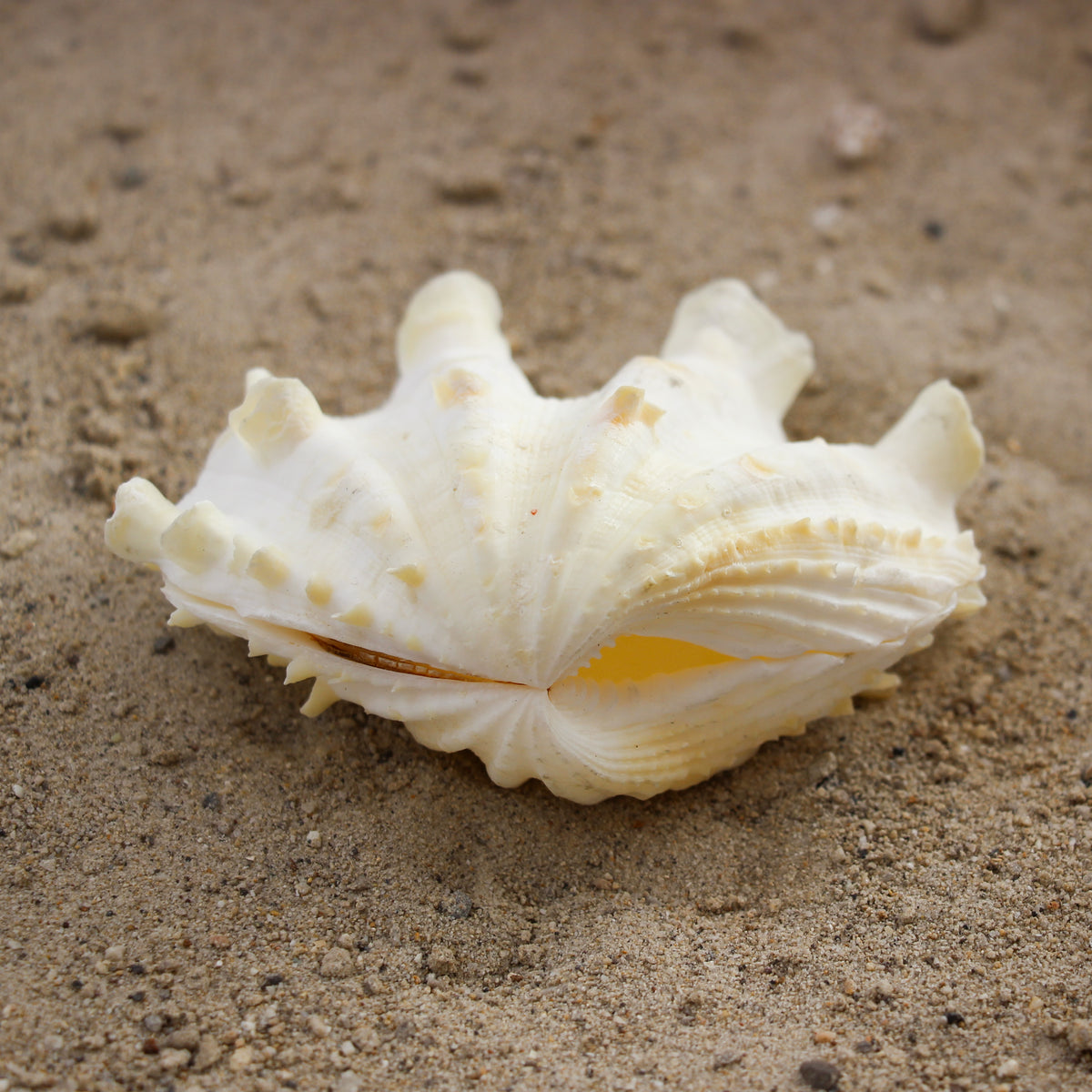 Fluted Clams
