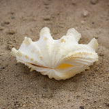 Fluted Clams