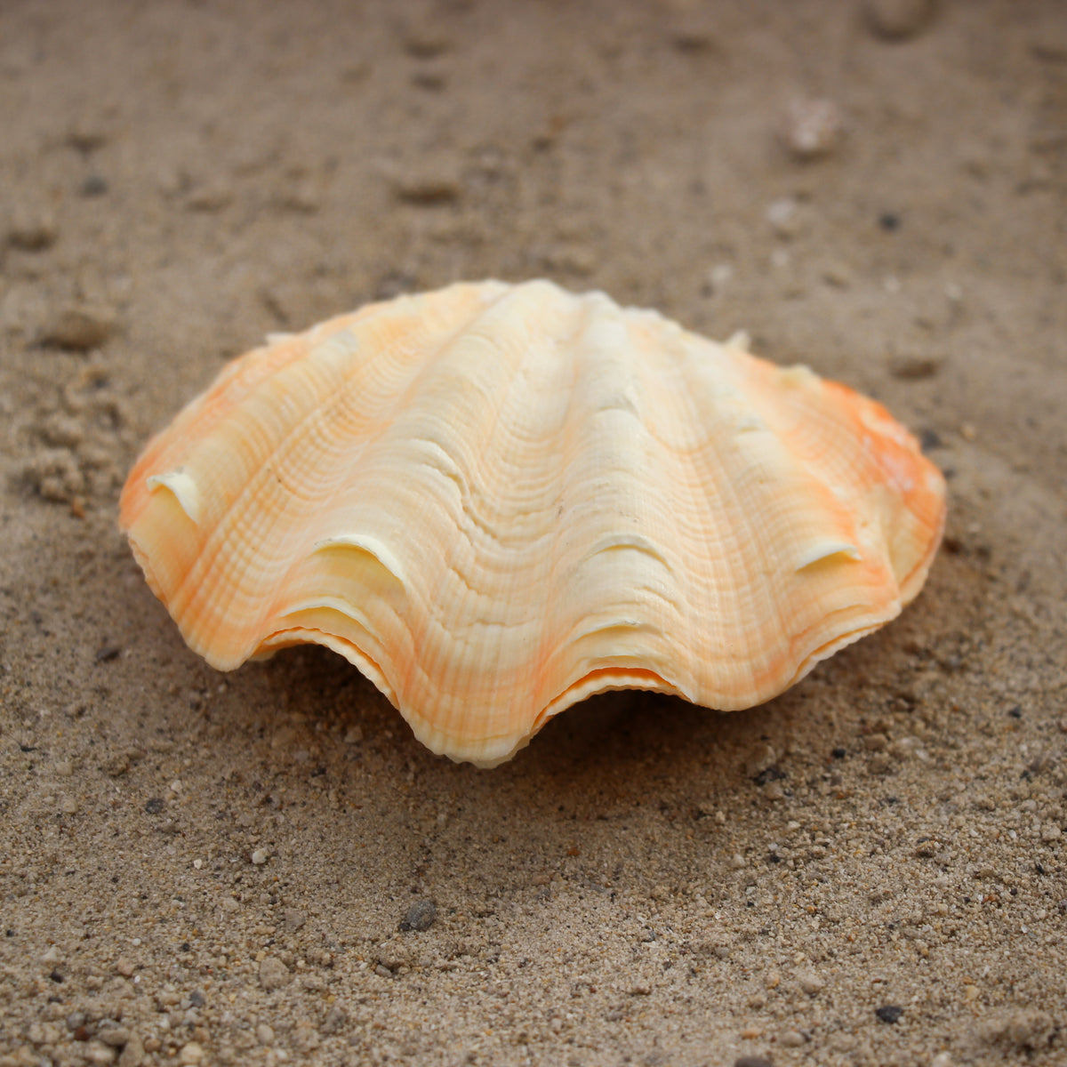 Fluted Clams