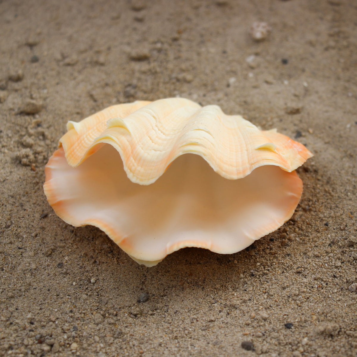 Fluted Clams