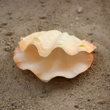Fluted Clams