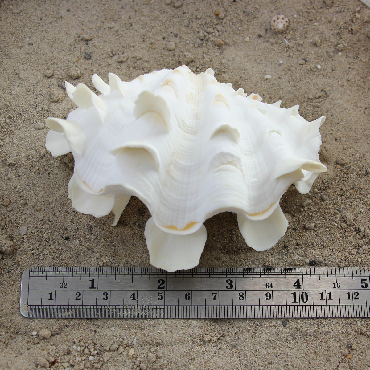 Fluted Clams