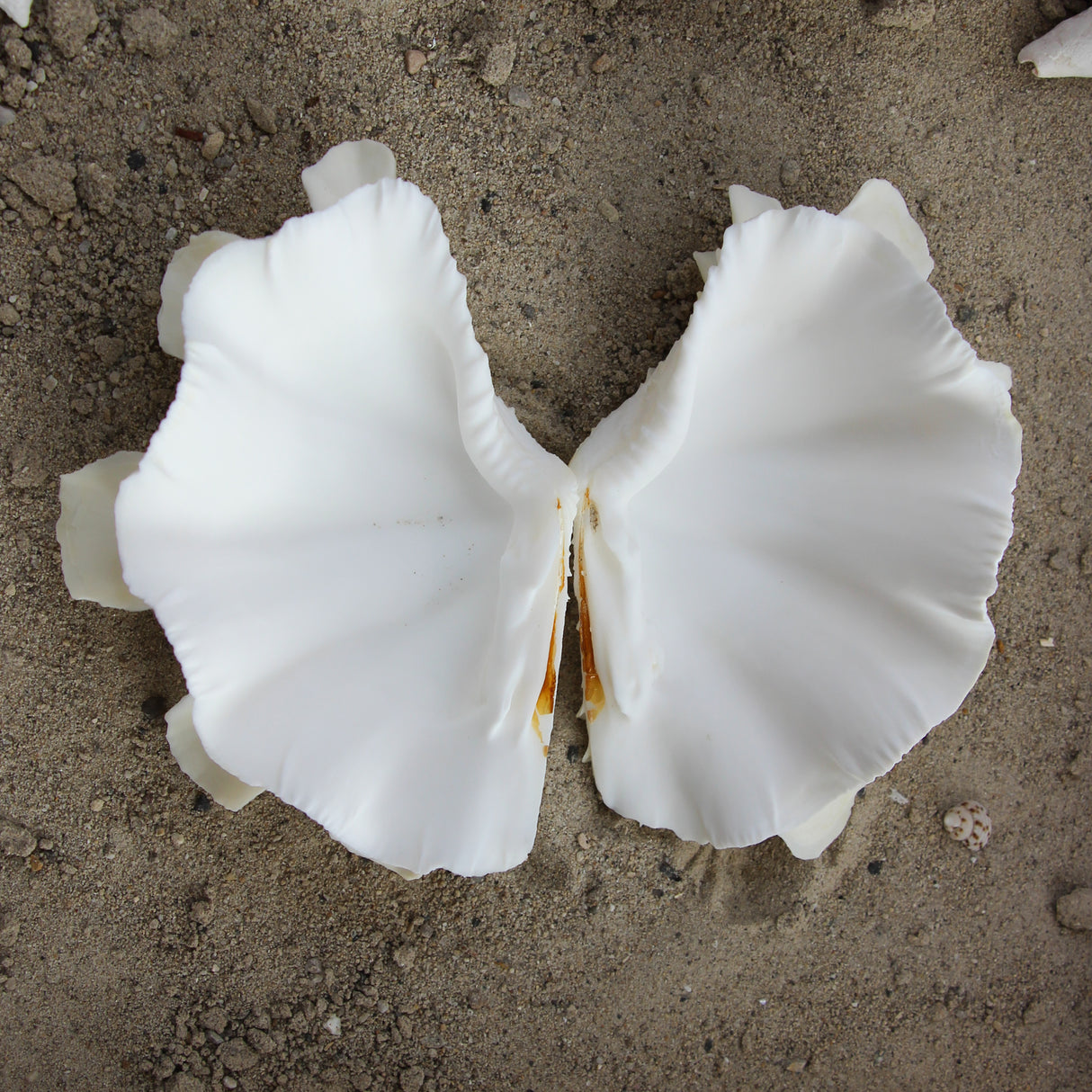Fluted Clams