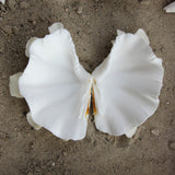 Fluted Clams