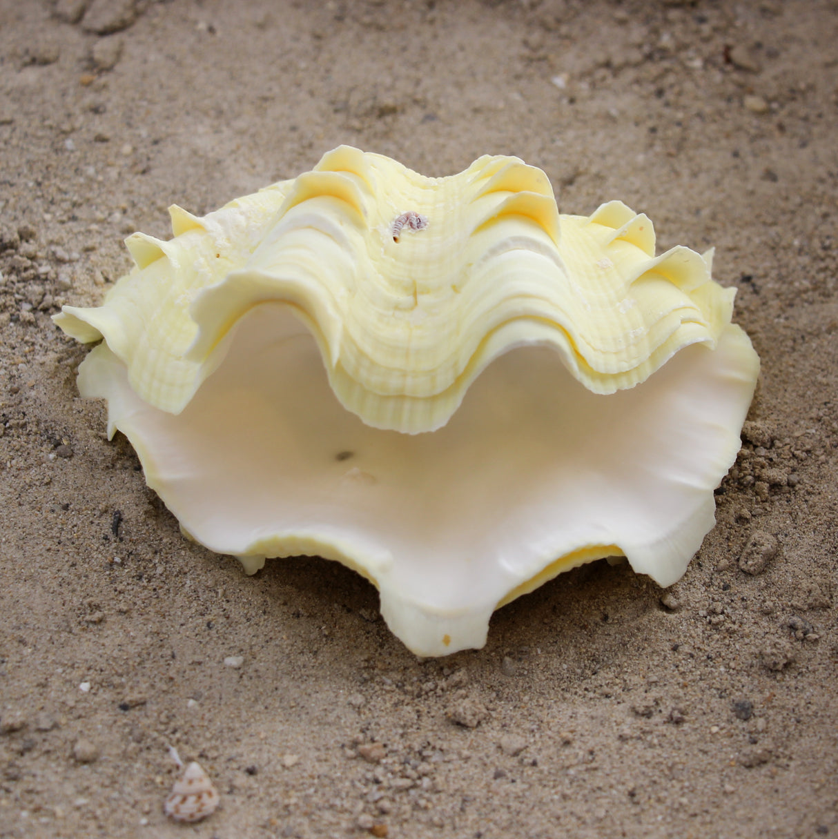 Fluted Clams