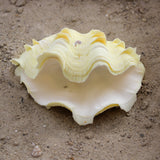 Fluted Clams