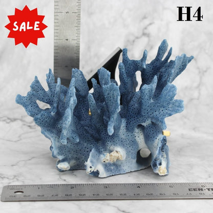 Blue Coral 5-7"