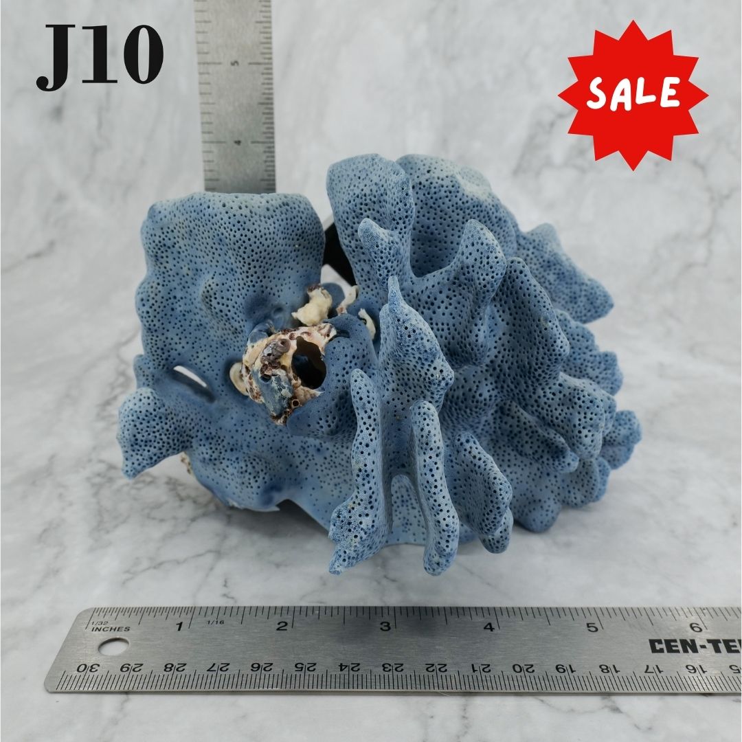 Blue Coral 5-7"