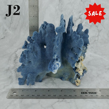 Blue Coral 5-7"