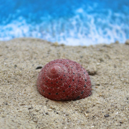 Strawberry Top 1-2cm