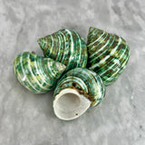 Green Turbo Polished 1.5-2"