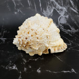 Giant Frog Shells