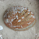 Green Abalone Polished 5-6"