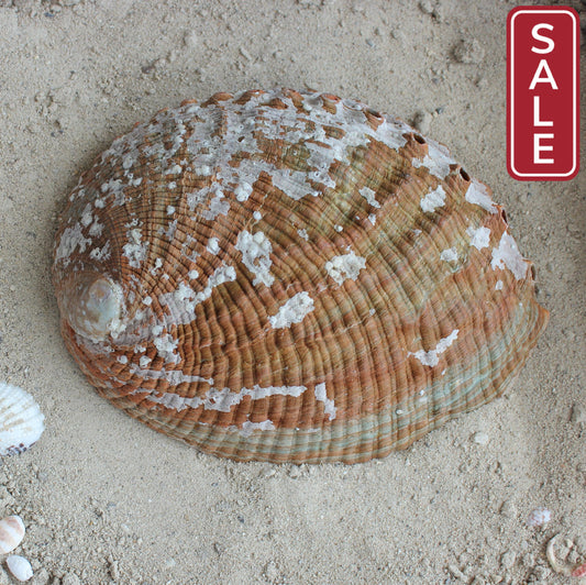 Green Abalone Polished 5-6"