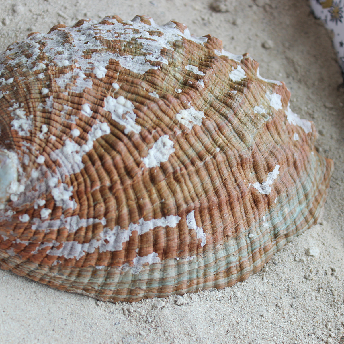 Green Abalone Polished 5-6"