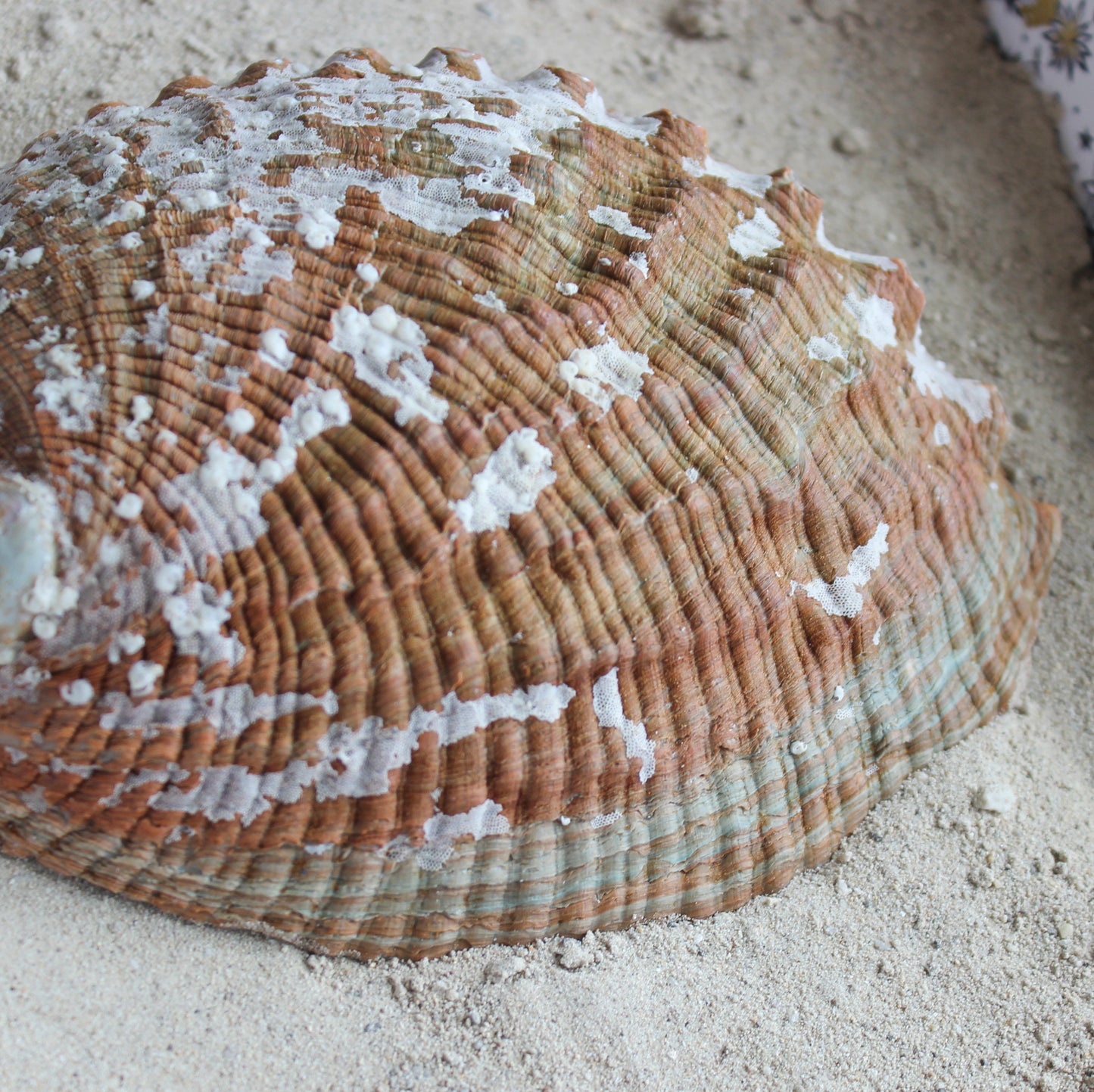 Green Abalone Polished 5-6"