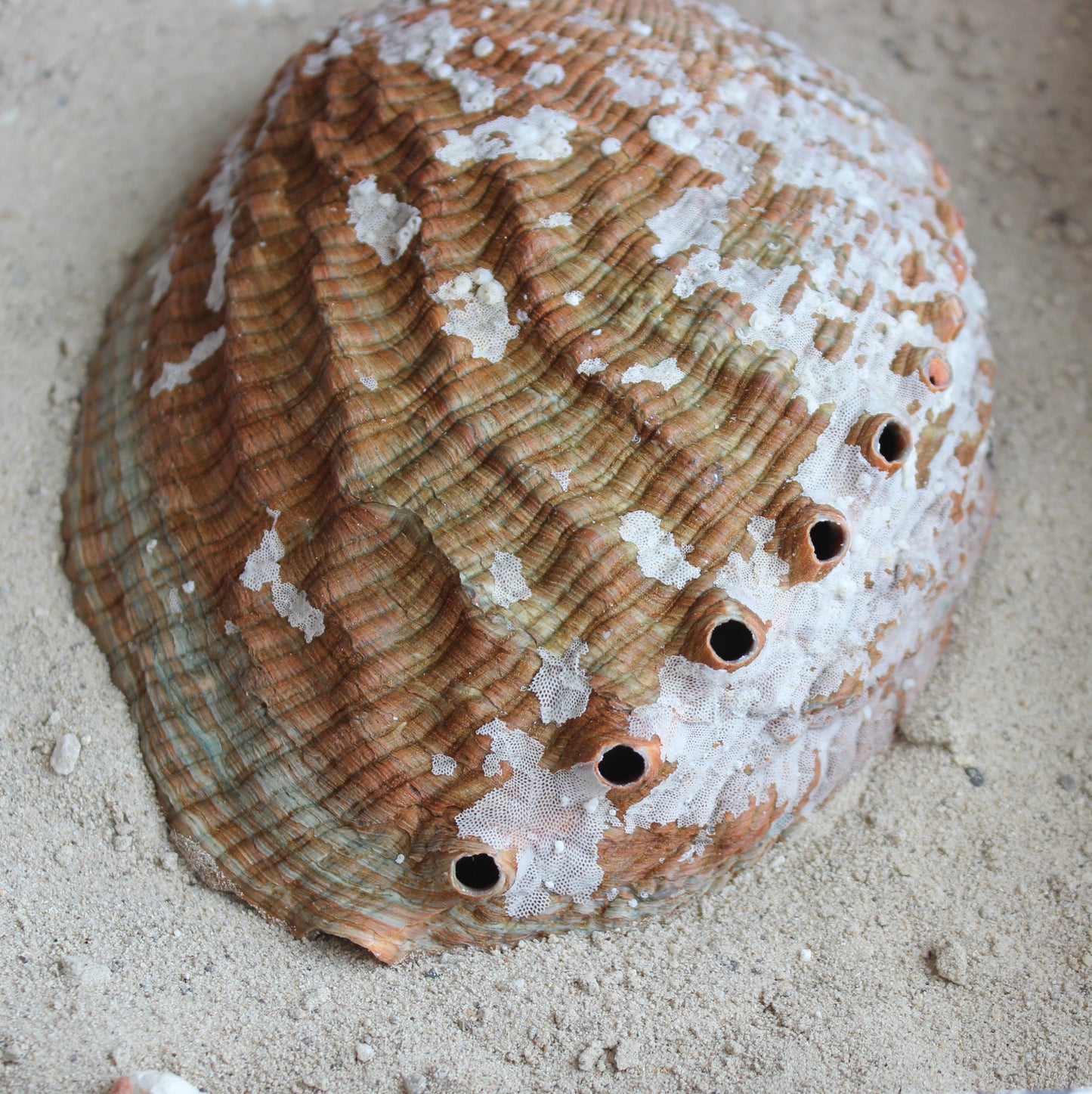 Green Abalone Polished 5-6"
