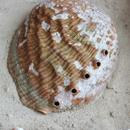 Green Abalone Polished 5-6"