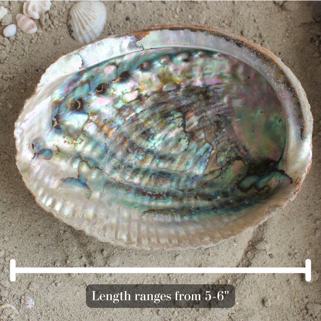 Green Abalone Polished 5-6"