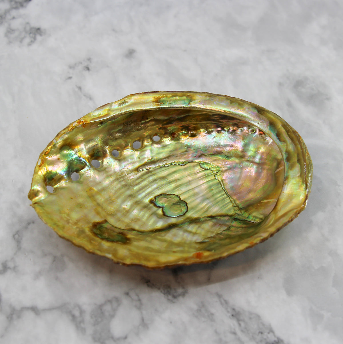 Green Abalone Resin 5-5.5"