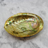 Green Abalone Resin 5-5.5"