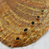 Green Abalone Resin 5-5.5"