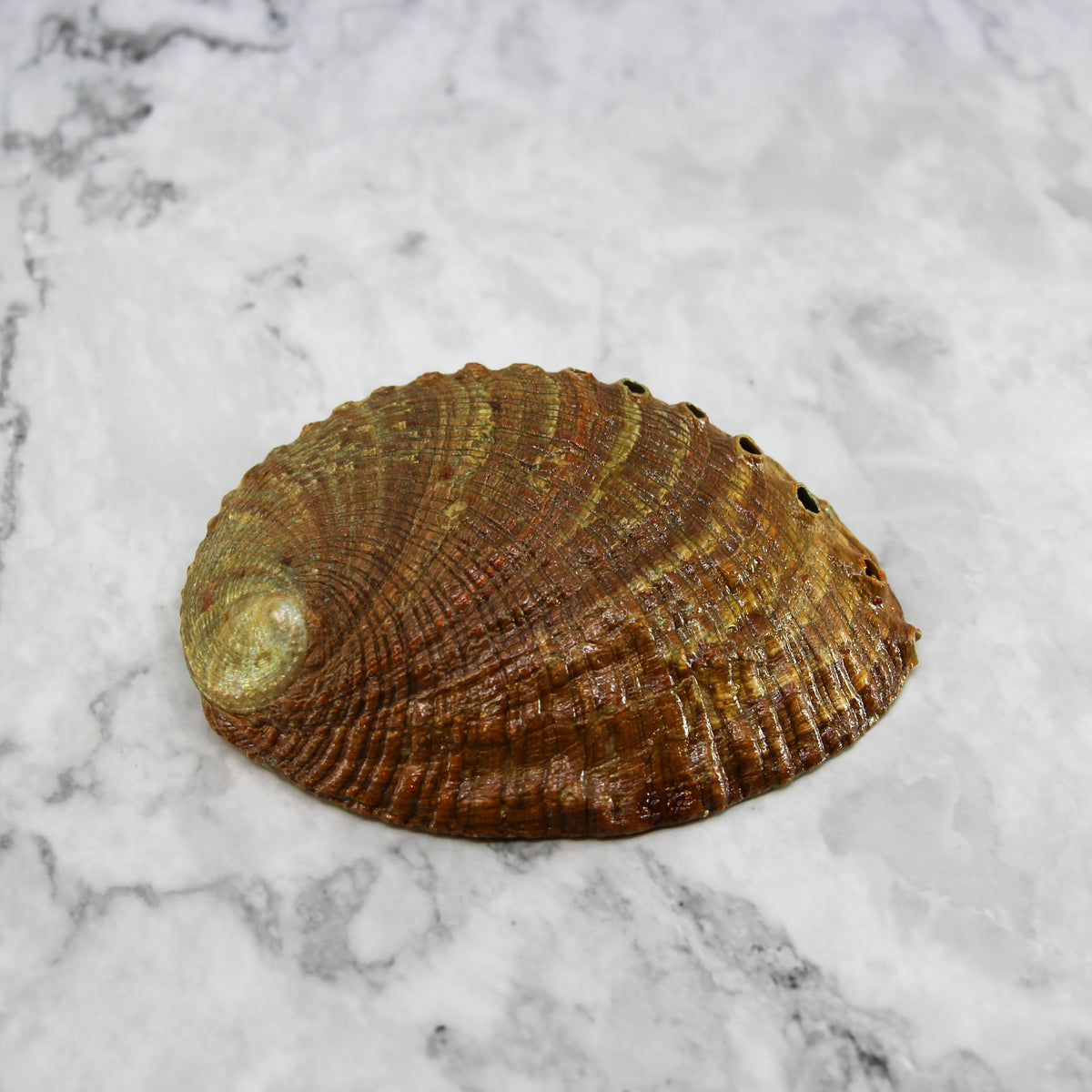Green Abalone Resin 5-5.5"
