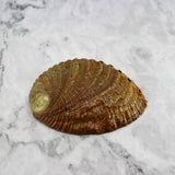 Green Abalone Resin 5-5.5"