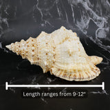 Giant Frog Shells