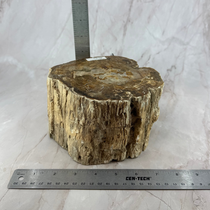 Petrified Wood Branch 6-9"