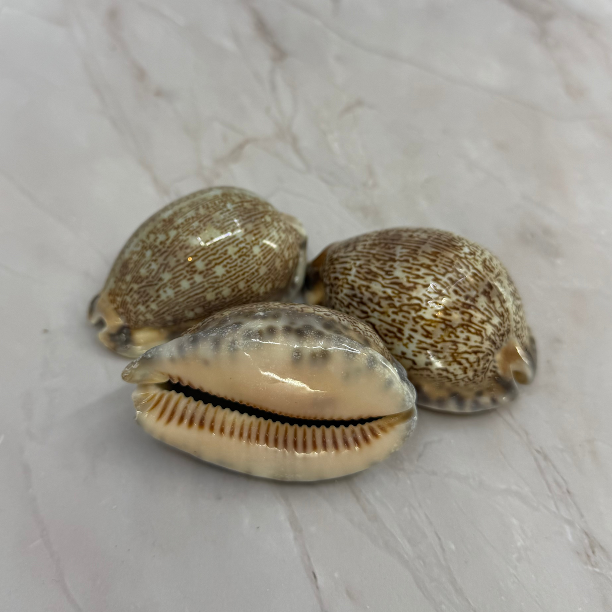 Arabian Cowries