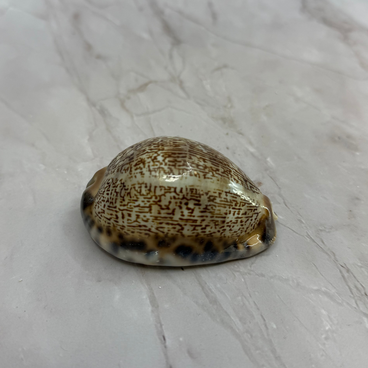 Arabian Cowries
