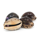 Arabian Cowries